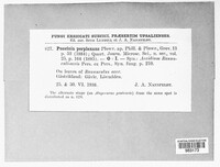 Puccinia recondita image